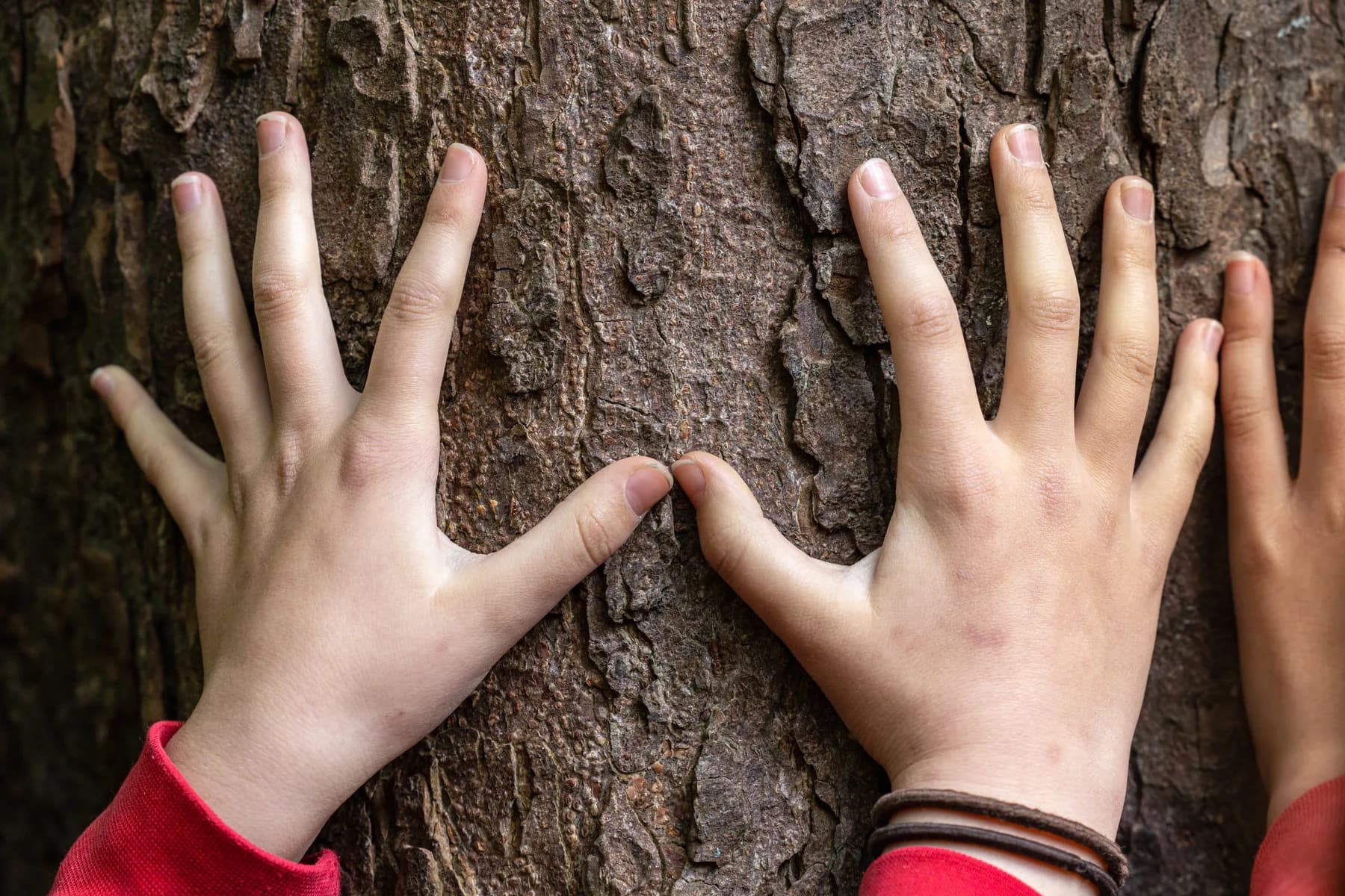 Primary four students measure the width of a tree with their hands during an outdoor education session with the Water of Leith Conservation Trust. Almost every school in Edinburgh works with the Trust to educate its students on the ecosystems in and around the Water of Leith. Through their education program, the youth of Edinburgh learn the importance of preserving the environment into the future.