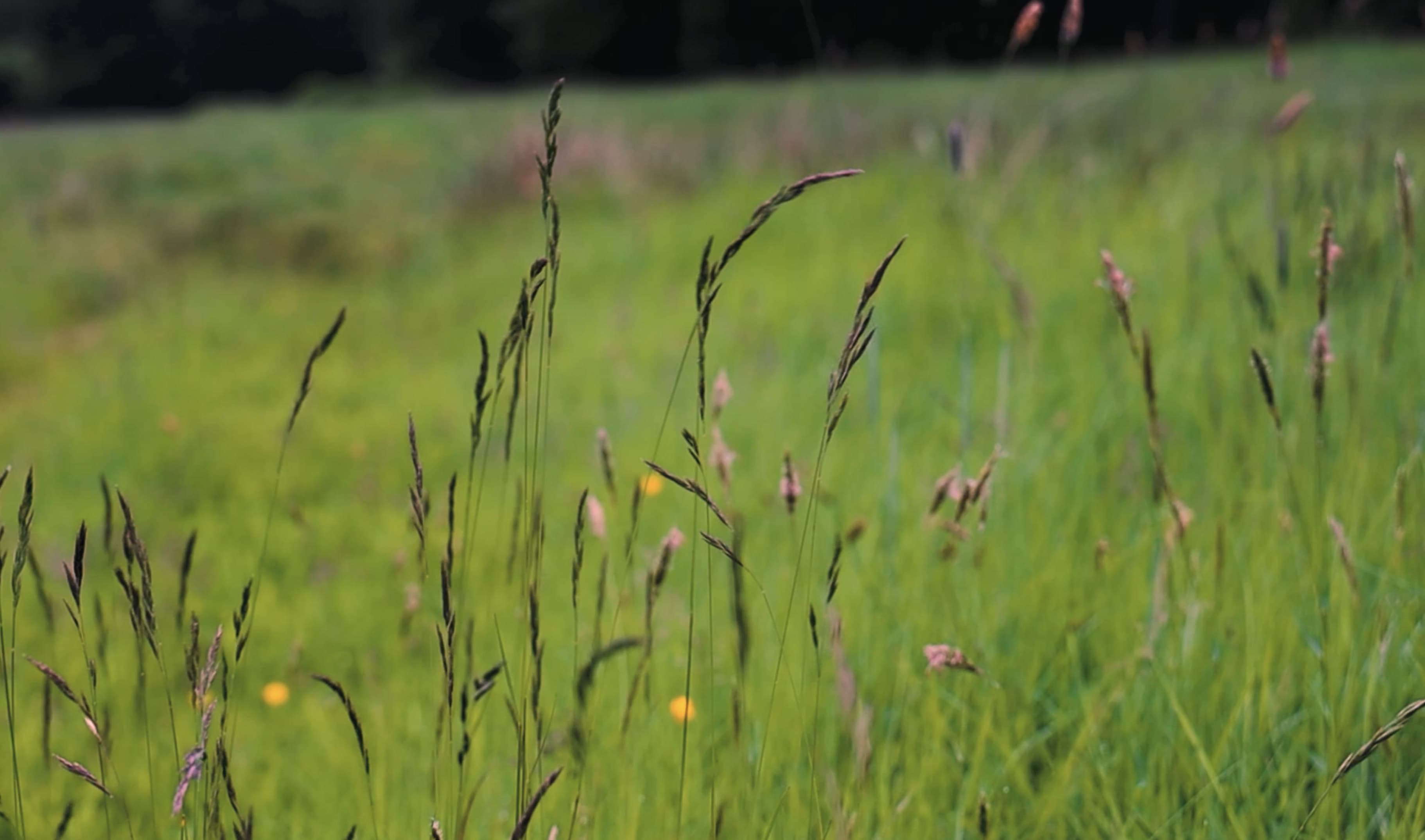 Wild grasses at Bamff Wildland